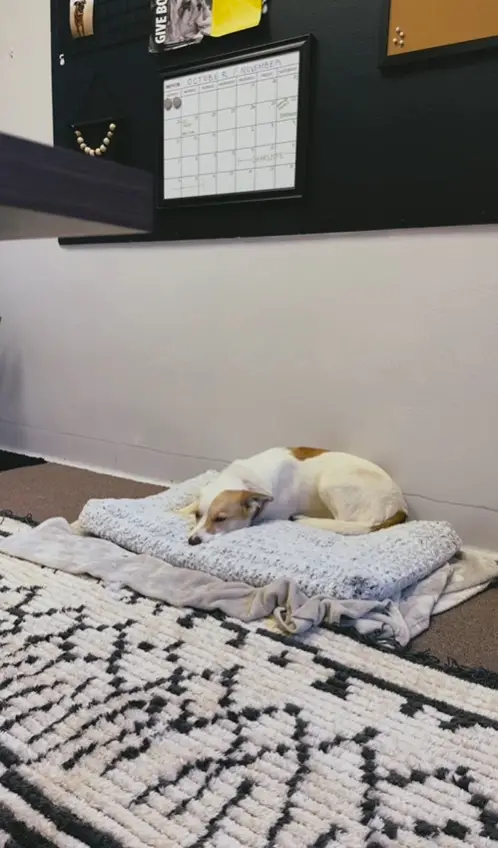 rescue dog lying on a blanket