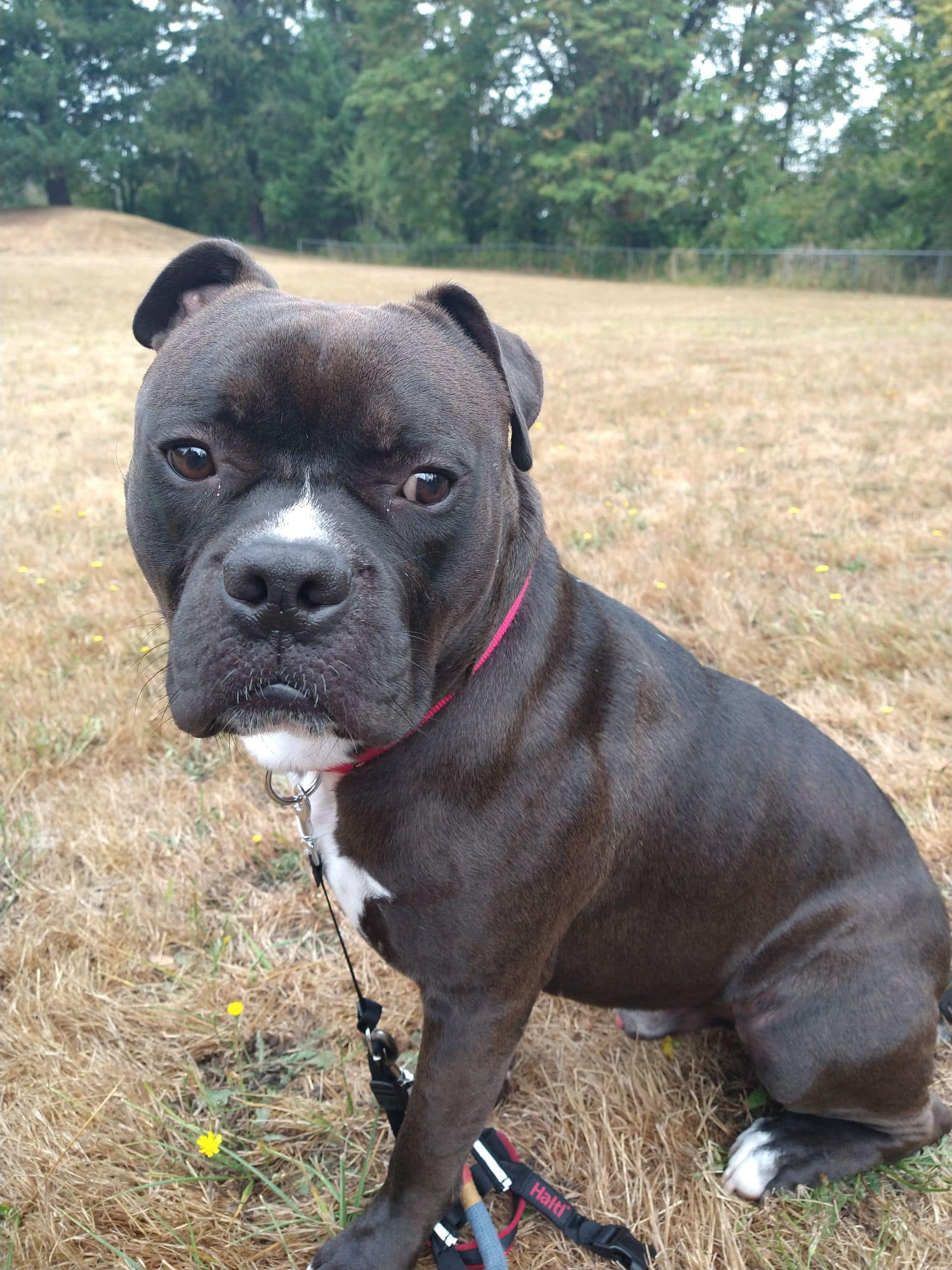 rescue dog sitting on grass