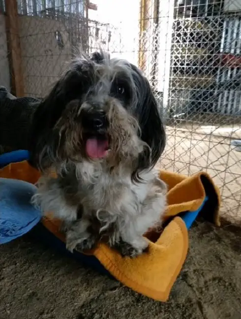 rescued dog lying on a colorful blanket