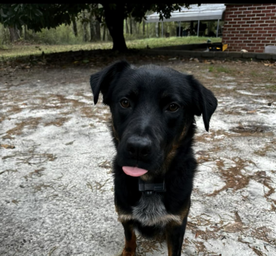 rescued dog outdoors