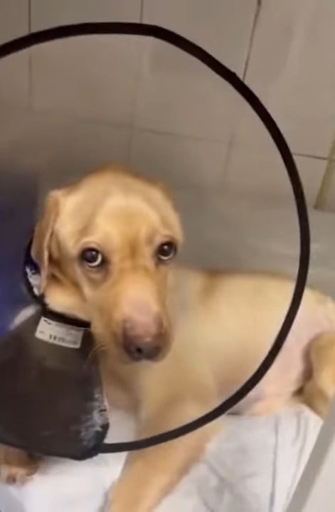 rescued dog wearing a cone