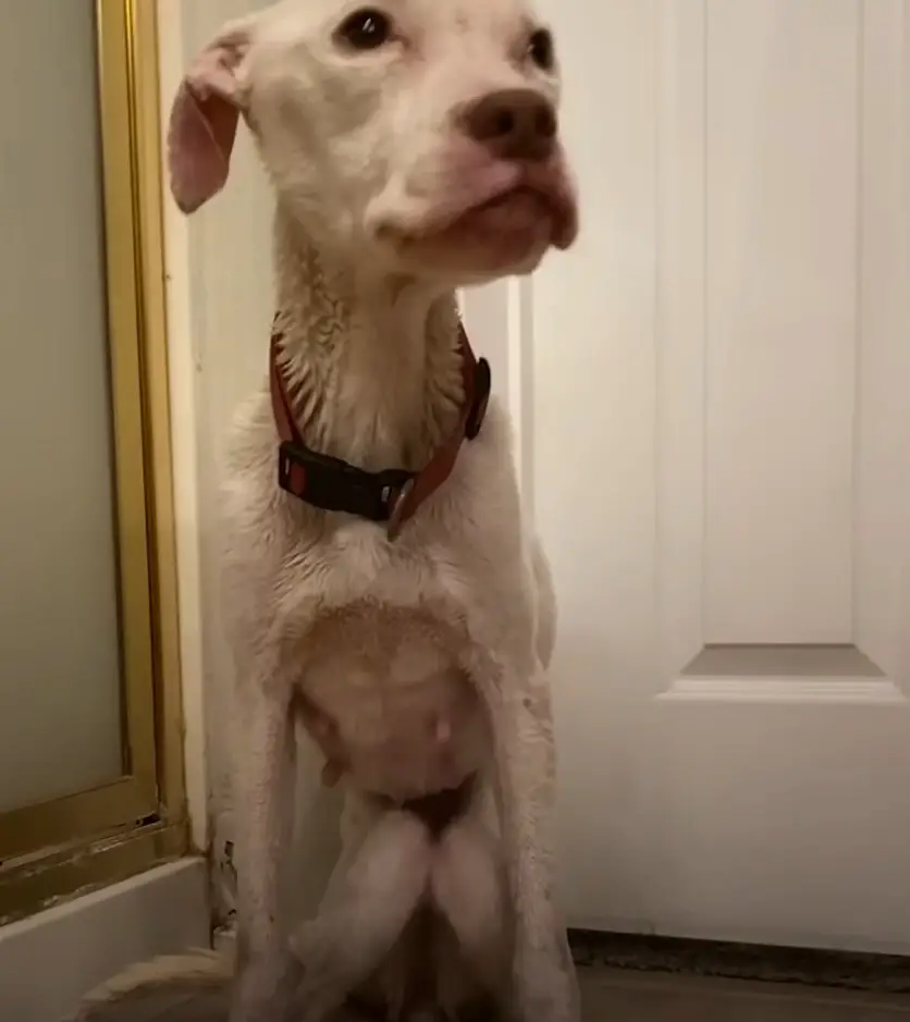 skinny white dog