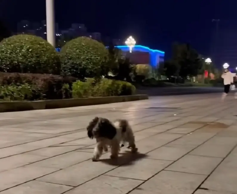 stray puppy walking on a stone bricks