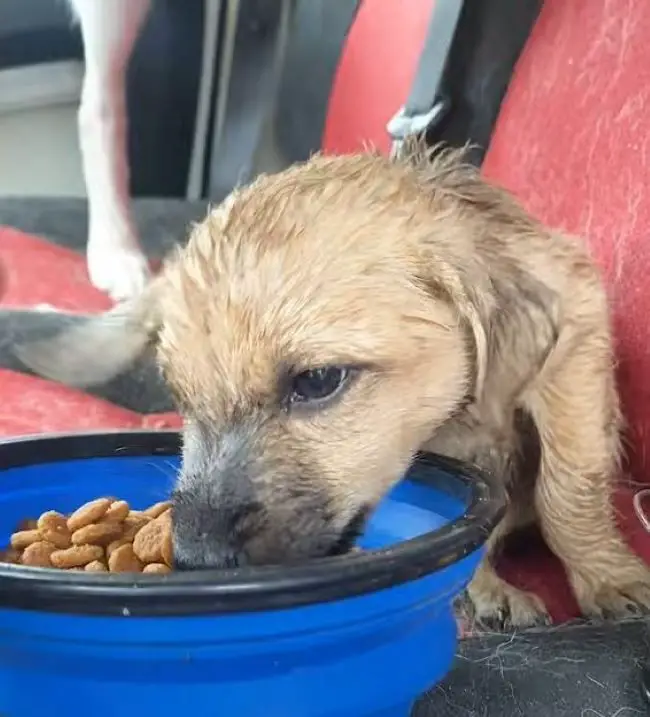 stray wet dog eats