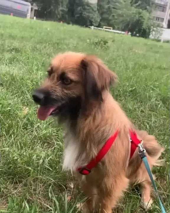 sweet brown dog on a blue leash