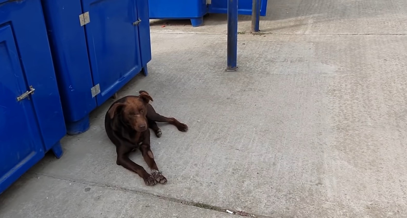 sweet dog laying on a concrete