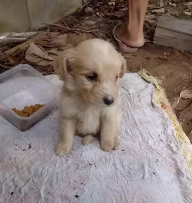 sweet white puppy