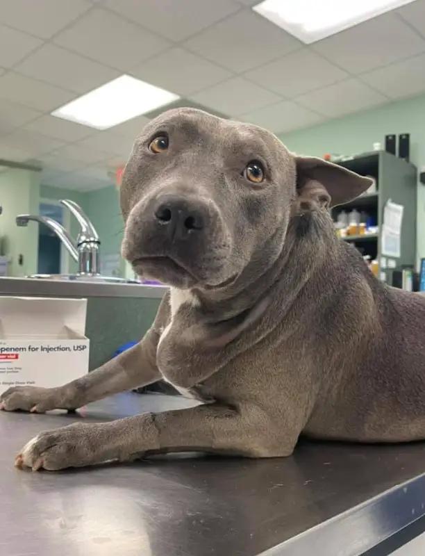 the dog is lying on the veterinary table