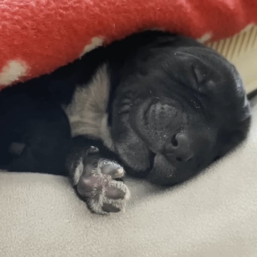 tiny puppy sleeping