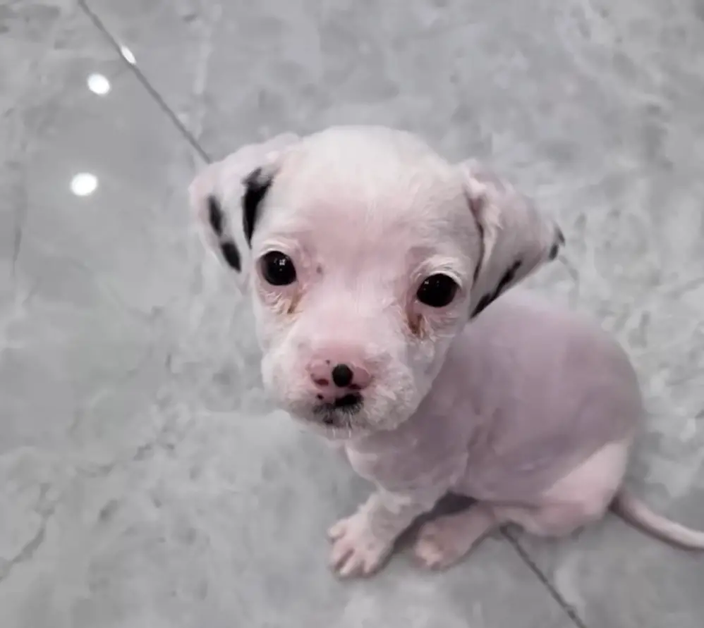 tiny rescued pup