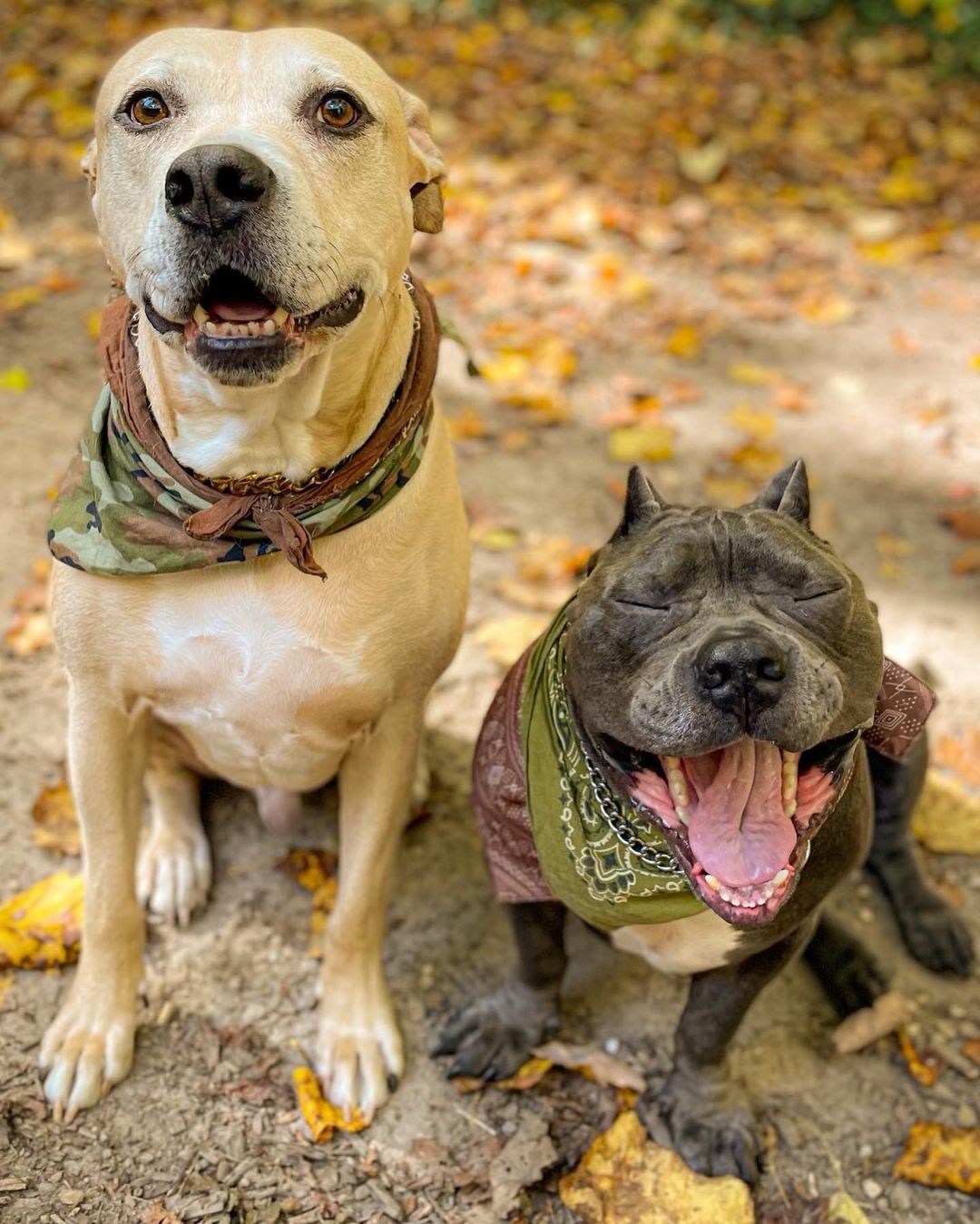 two cute dogs standing next to each other