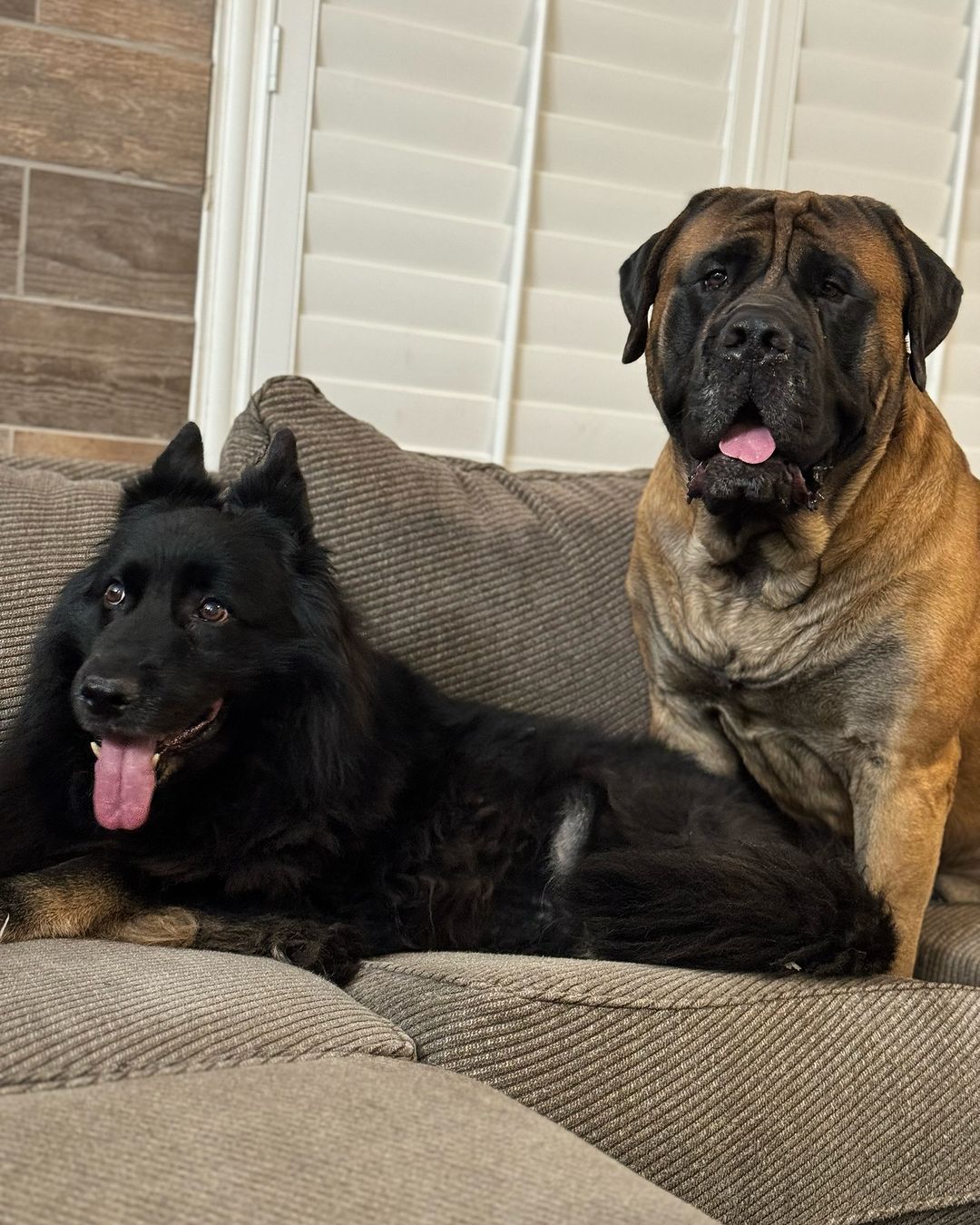 two dogs on couch