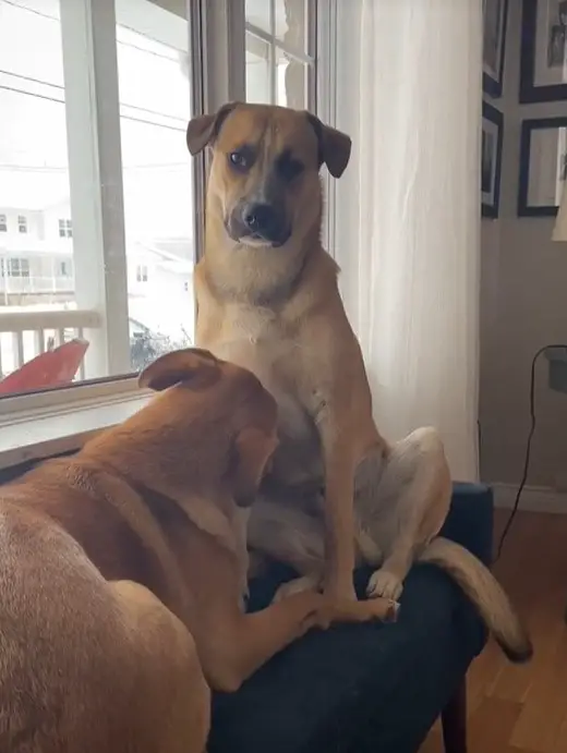 two dogs sitting by the window