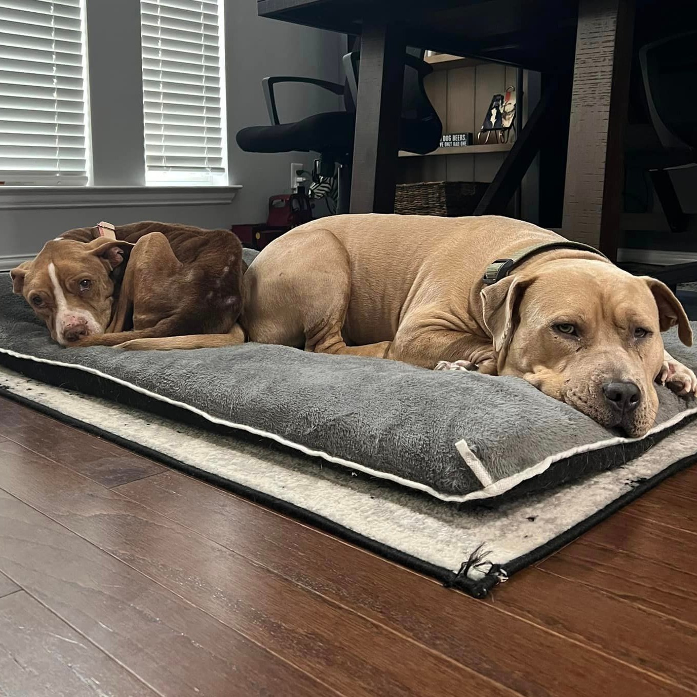 two dogs sleeping on a pillow