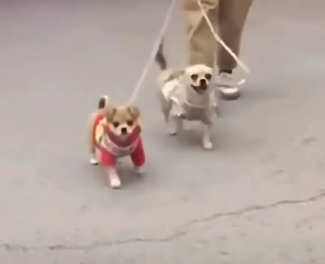 two dogs walking on a leash