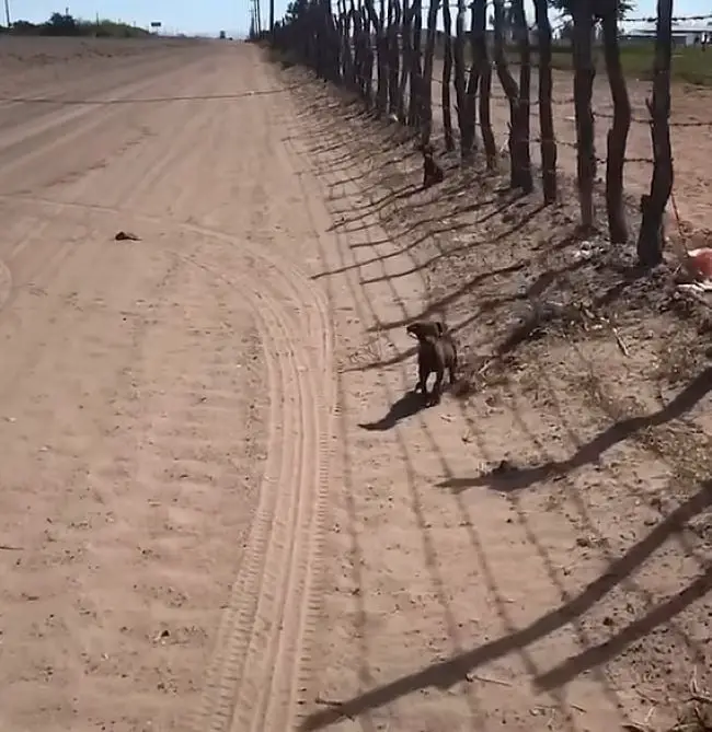 two puppies in the desert