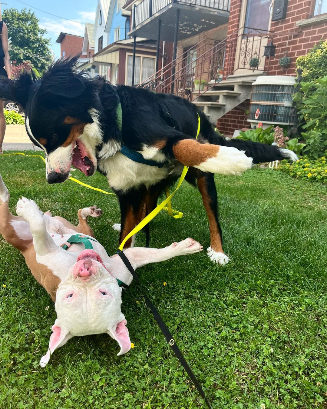 two sweet dogs playing together