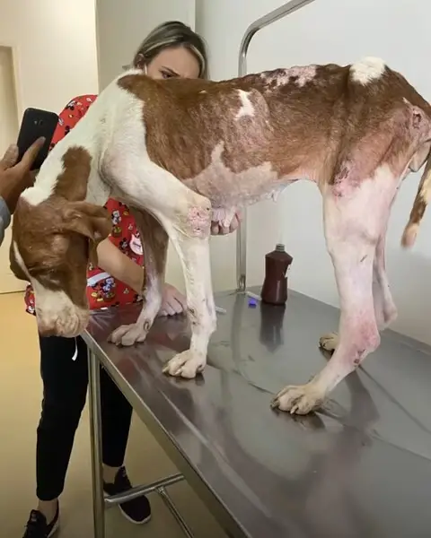 vet examining malnourished dog