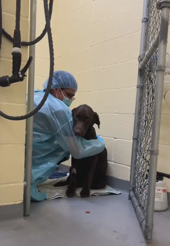 vet hugging the dog