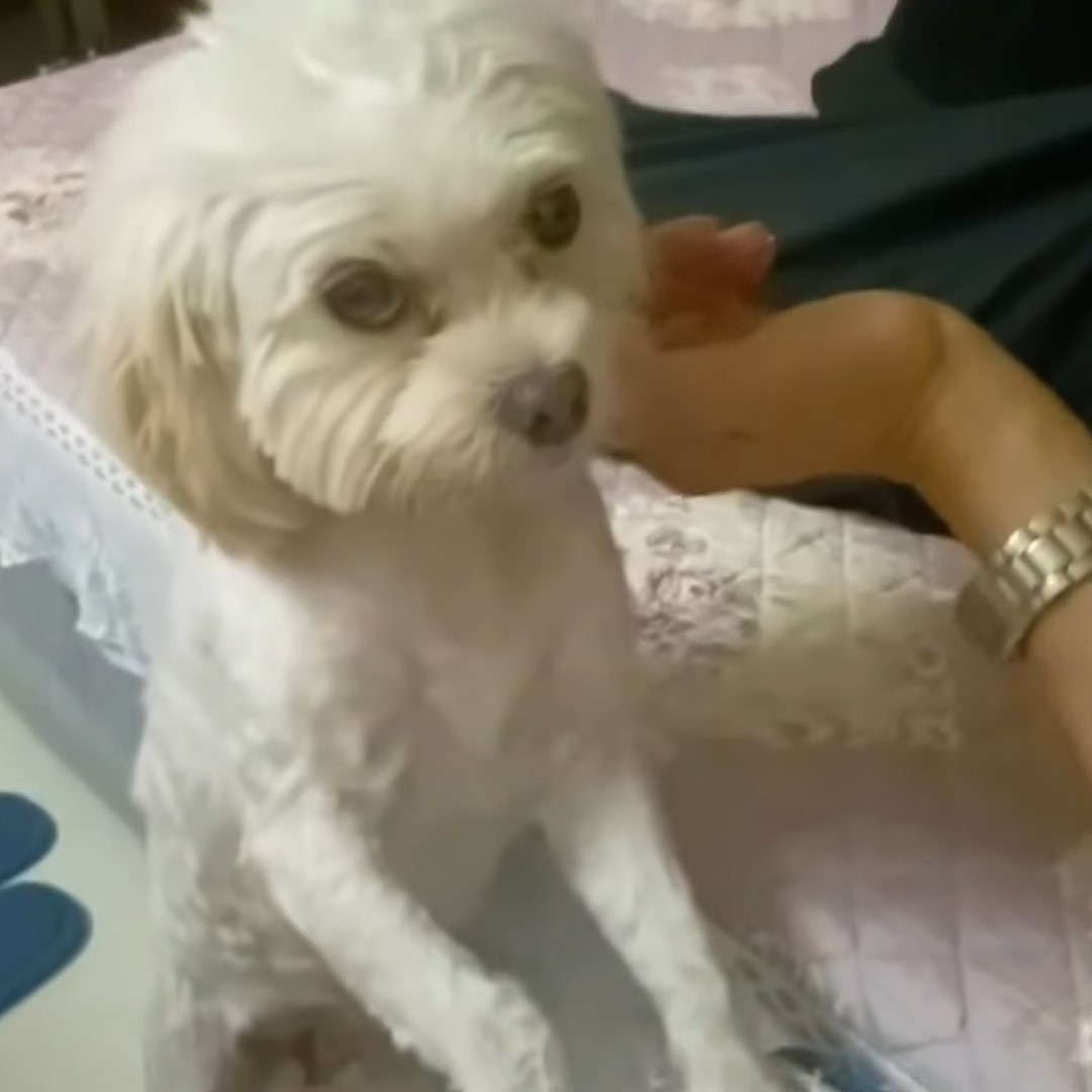 white dog sitting next to a owner