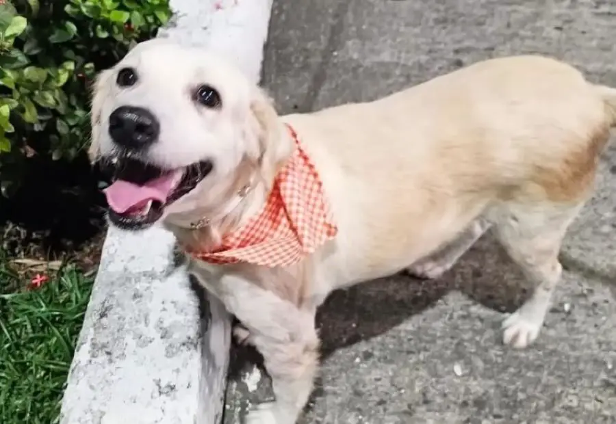 white dog with scarf