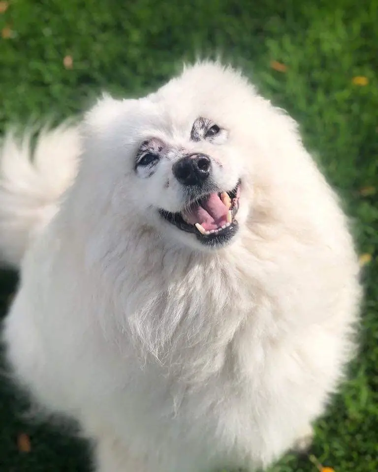 white fluffy dog