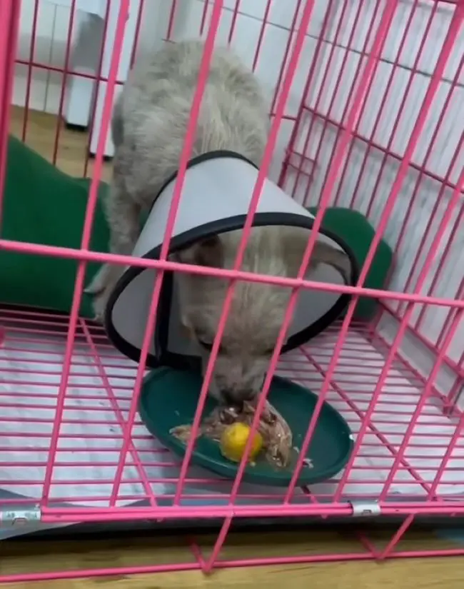 white puppy eating in a box