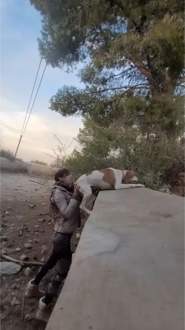 woman helping a dog