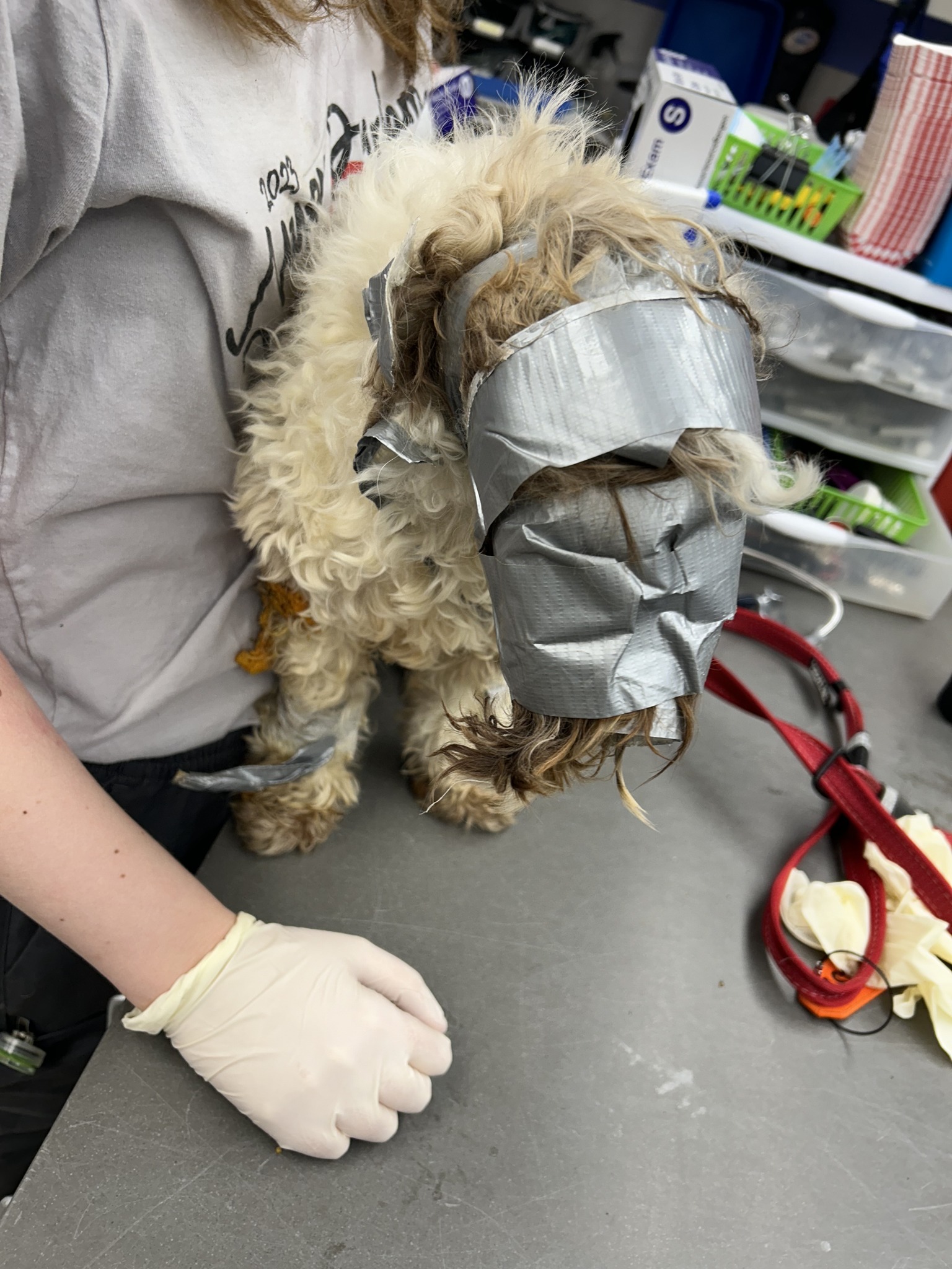 woman holding a dog stuck in duckt tape