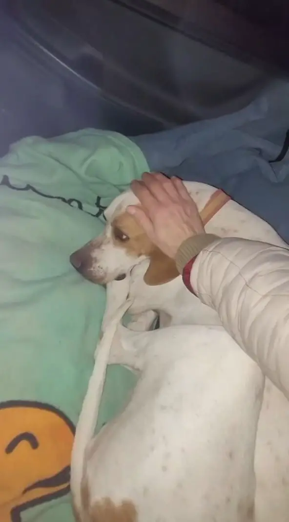 woman petting brown and white dog