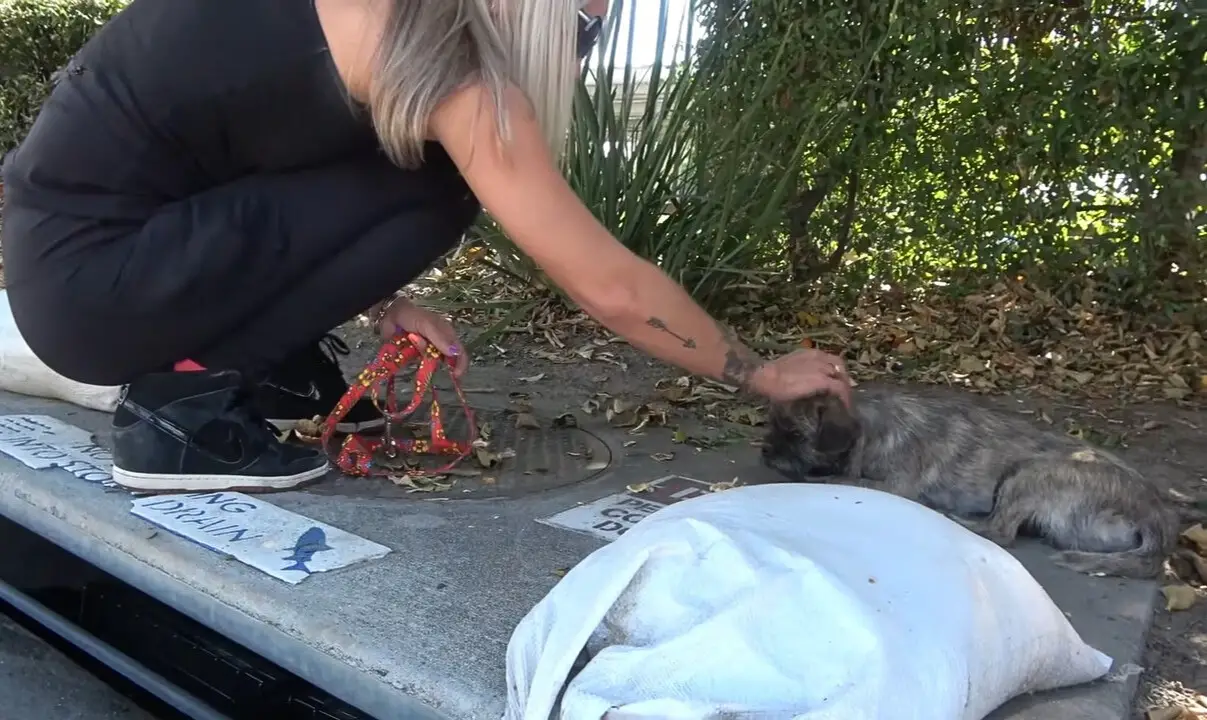 woman petting pup on the sidewalk