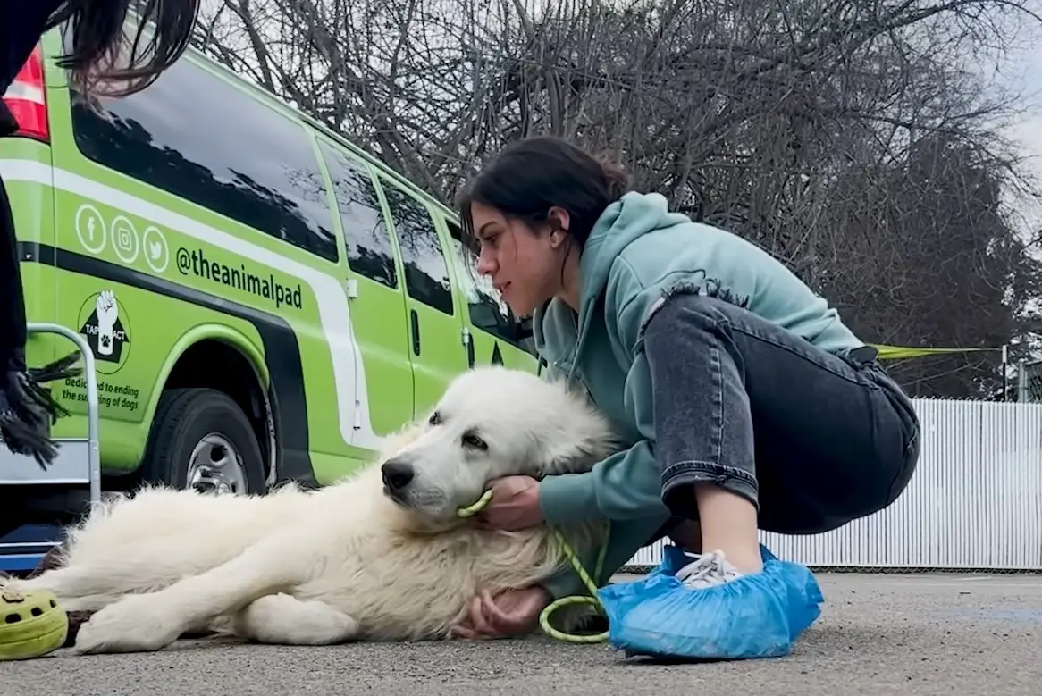 women trying to move funny dog